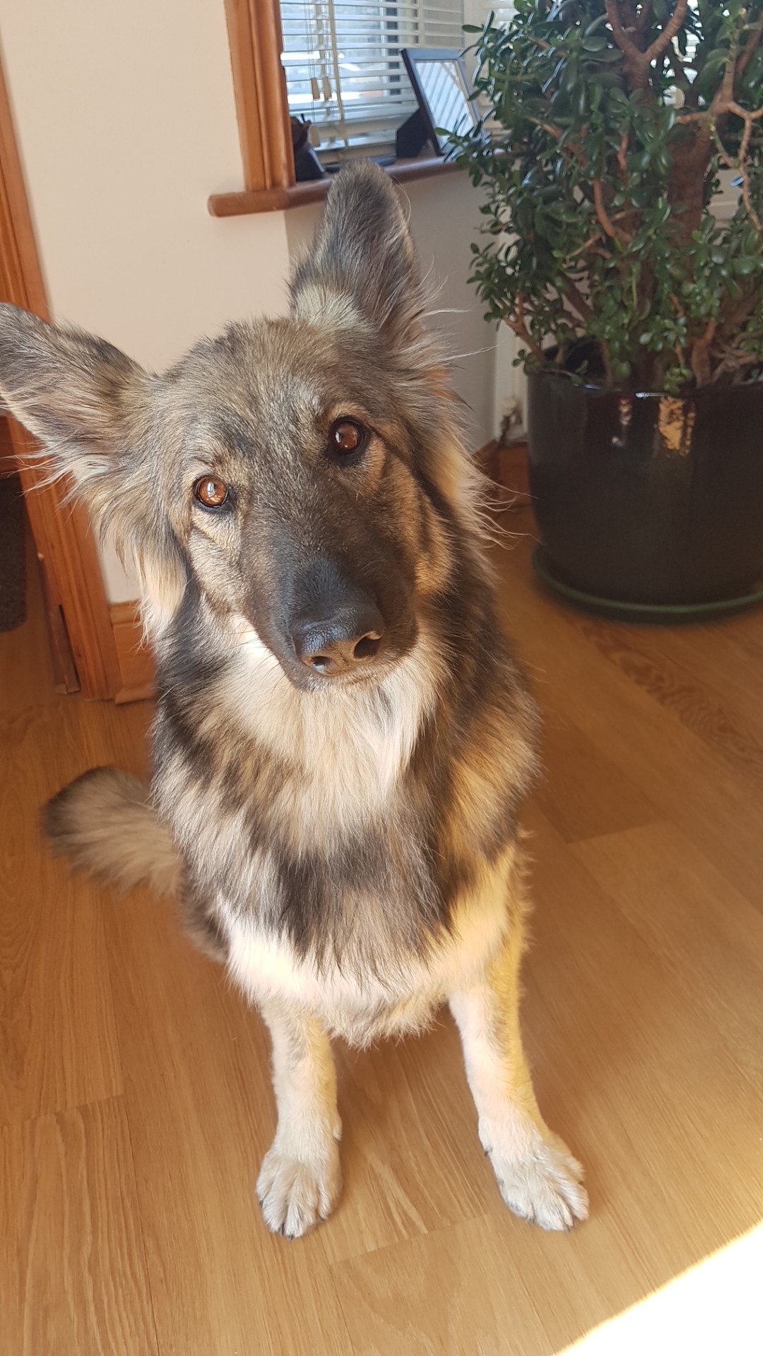 SASCHA - KENT